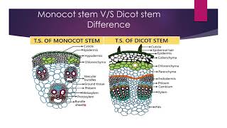 difference between monocot and dicot stem [upl. by Burtie]