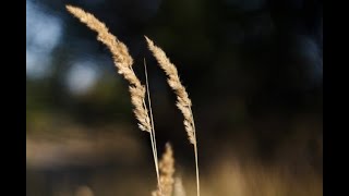 Calamagrostis x acutiflora Karl Foerster Reitgras E Feather Reed Grass [upl. by Asilej]