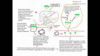 CORSO DI BIOCHIMICA  LEZIONE 28 DI 47  METABOLISMO DEI LIPIDI  PARTE 1 [upl. by Loise]