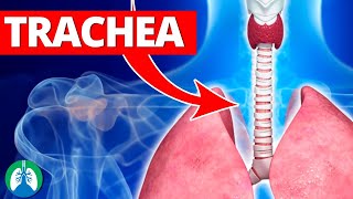 Trachea Medical Definition  Quick Explainer Video [upl. by Tully]