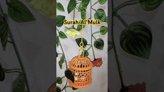 Bird Cage  Surah al Mulk [upl. by Patman]