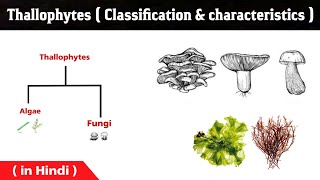 What is the thallophytes   general characters  algae and fungi  thallophyta in Hindi [upl. by Mar]