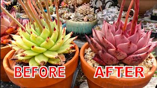 Grow GREEN to RED Succulent  The Making of Echeveria agavoides Romeo [upl. by Jedd]