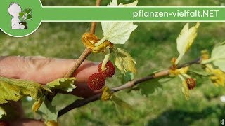 Ahornblättrige Platane  Austrieb amp Blüte  140418 Platanus  BaumStrauchBestimmung [upl. by Enimrej944]