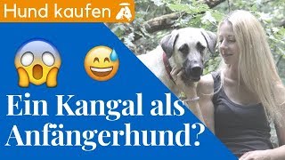 Ein Kangal als Anfängerhund  Meine Erfahrungen [upl. by Allerie480]