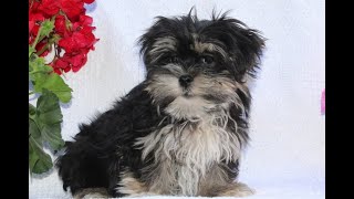 Morkie Puppies for Sale [upl. by Peonir]