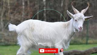 sound goat  all goat sounds in a video [upl. by Oilerua]