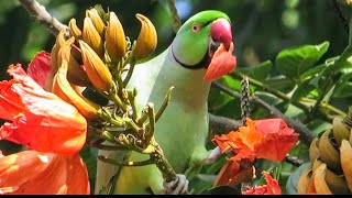 Most SATISFYING Video of parrot eating flowers [upl. by Aihtekal514]