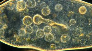 Amazing Microscopic HD Video Paramecium Feeding [upl. by Fortin180]