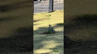 Redrumped Parrot  Australia [upl. by Phi]