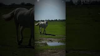 From Camargue 🤍🐴 france travel horse equestrian walking edit perfect [upl. by Ahtnamys]