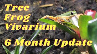 tiger legged monkey tree frog vivarium  6 month update [upl. by Shaffert]