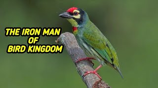 The iron man of bird kingdom Coppersmith barbet bird [upl. by Beniamino]