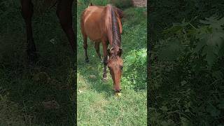 Horse Ride 🙉🙉 hobbledown Hounslow shorts viralshorts ytshorts fyp themepark amusementpark [upl. by Ottie]