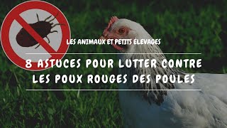 🐔 8 astuces pour lutter contre les poux rouges des poules [upl. by Hanikehs682]