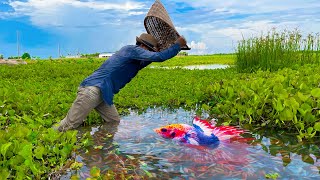 Catching Betta Fish And Wild Betta Fish At The Countryside Unbelievable Catching Episode 9 [upl. by Aleekahs]