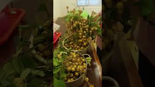 Longan Fruits fruit fruits longan shorts shortvideo [upl. by Edivad]