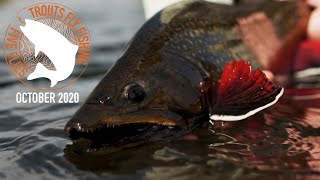 Five Flies for October 2020  Stillwater Brookies with Bob Reece amp Tanner Smith [upl. by Maribeth]