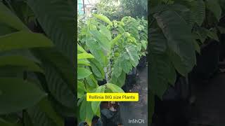 Rollinia BIG size Plants റോളിനിയ അമേരിക്കൻ ആത്ത 9496462410 [upl. by Jaddo140]