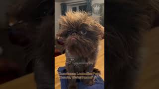 Is That Chewbacca Chewie Were Home 🐶🎬 ChewbaccaPuppy StarWars CutePuppy PetLookalike [upl. by Gerti390]