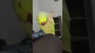 Ring neck natural sound 🥰 petbird talkingparot mitthutalkingparrot funny comedy parrot [upl. by Akiv388]