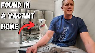 Watch what Happens When I Sing to a Shelter Dog [upl. by Enelaj238]