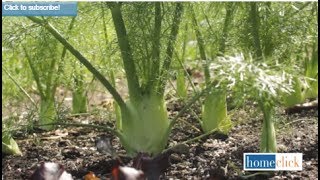 How To Grow Fennel  8 Steps for Growing Fennel Gardening Tips [upl. by Ecnatsnok]