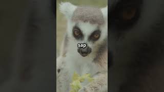 Discover the Lemur’s Unique Diet [upl. by Sibel]