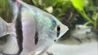 Skalar Blue Pearl Pterophyllum scalare [upl. by Holly]