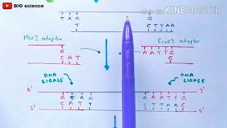 AFLP  Amplified fragment length polymorphism  Molecular markers  Bio science [upl. by Elyc]