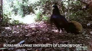 Bornean Crested Fireback Pheasant 2 [upl. by Leorsiy]