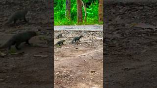 quotThree mongoose crossing the road 🐾 Wildlife Mongoose Naturequot [upl. by Fernas373]