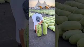 How to cut Fruits 🍉 🥭 🍎🍏 quran tilawat islam islamic [upl. by Noram]