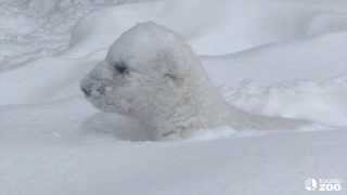 Toronto Zoo Polar Bear Cub Enjoys the Snow in his new Outdoor Habitat [upl. by Kylander]