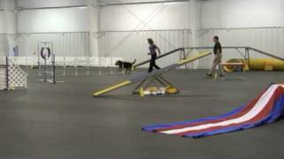 Five Airedale Agility Runs  AKC [upl. by Maurili]