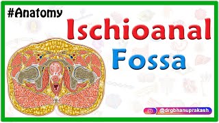 Anatomy of the ischioanal or ischiorectal fossa [upl. by Hummel]