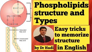 Phospholipids Types and structure in English Lecture 7 Easy tricks to memorize the structure [upl. by Swen]