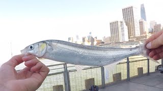 How to Catch Jacksmelt in SF Bay [upl. by Aleck]