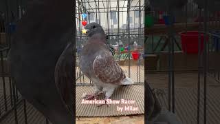 American Show Racer Pigeon ASR Pigeon by Milan Ploiești România 🇷🇴 [upl. by Areem]