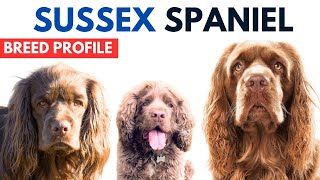 Sussex Spaniel Breed Profile History  Price  Traits  Sussex Spaniel Dog Grooming Needs  Lifespan [upl. by Aeneg]