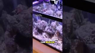 EASY Nano Reef Tank Setup 10 gallons [upl. by Mahgirb]