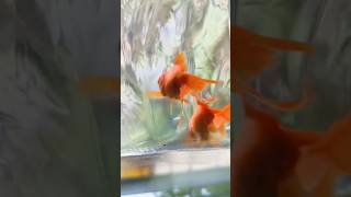 Mge me Laker aya hu gold fish 🐠🐠shorts fish vloge aquariumfish [upl. by Elfie]