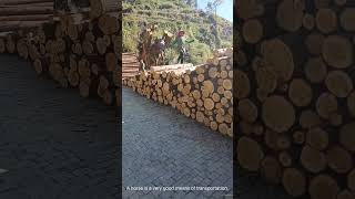 The horse is pulling and transporting logs on a log  piled slope [upl. by Zucker]