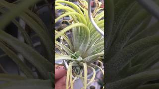 Surprisingly grow pups Tillandsia Ionantha Druid airplants tillandsia [upl. by Eded708]