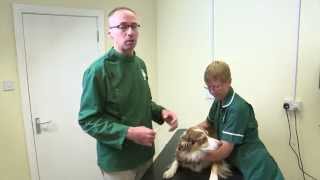 Pet Care Tips How to give a liquid medication to your dog [upl. by Airbmat]