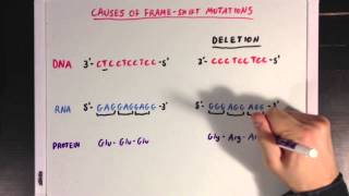 The Causes of Genetic Mutations [upl. by Harness]