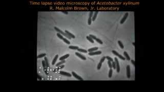 Cellulose Biosynthesis in Acetobacter xylinum [upl. by Assilram]