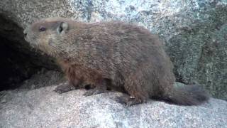 Woodchuck Sciuridae Marmota monax Female [upl. by Herold]