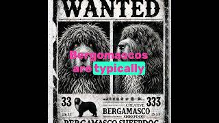 Bergamasco Sheepdog The Hairy Dog That Herds With Wool bergamascosheepdog dogbreed dog shorts [upl. by Any]