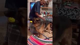 germanshepred pintu applying powder erinaep tick and flee control shorts doglover [upl. by Annodam]